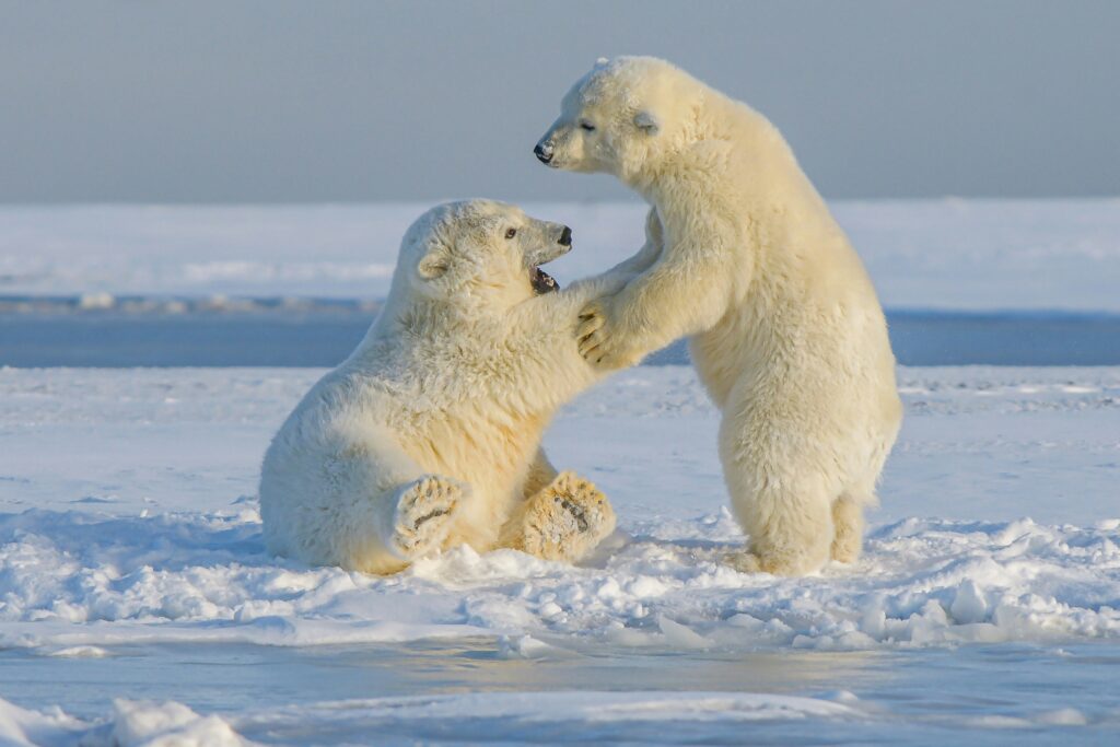 Polar Bears in Antarctica Research