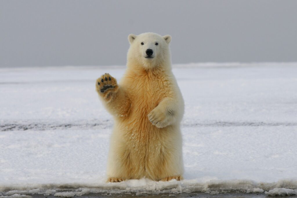 Are There Polar Bears in Antarctica? Exploring the Antarctica Polar Bear Population