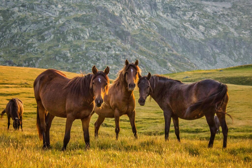 Free Resources: Wildlife Encounters in the Kackar Mountains